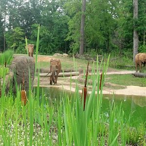 African elephant enclosure