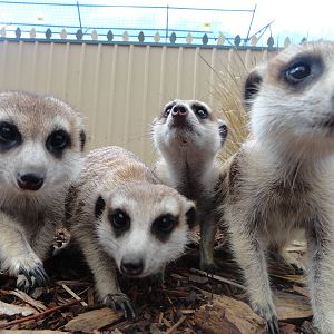 Meerkats at Zoodoo