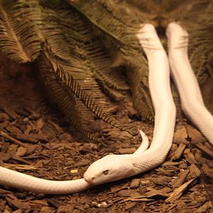 texas rat snake (leucistic)