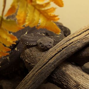 arizona black rattlesnake