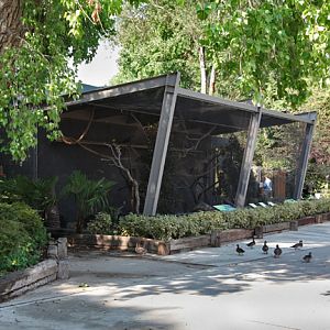 Birds of the Americas