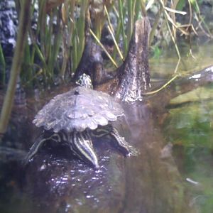 Ringed Map Turtle