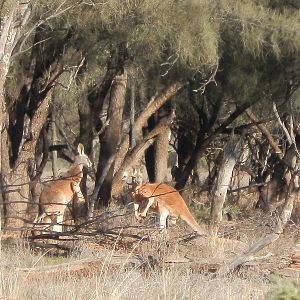Wild Red Kangaroos