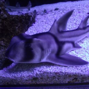 Port Jackson Shark