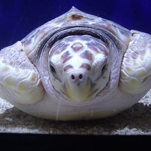 Loggerhead Sea Turtle