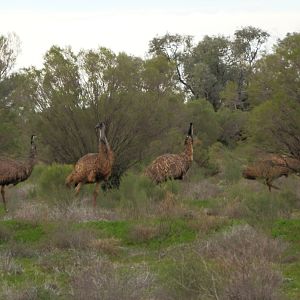 Emus