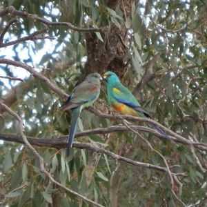 Mulga Parrots