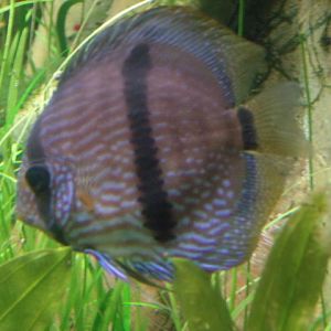 Red Discus