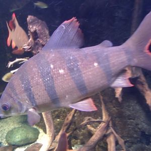 Six-Banded Distichodus