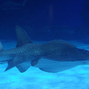 Shark Ray