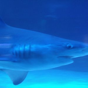 Sandbar Shark