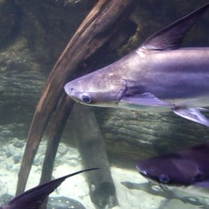 Chao Phraya Giant Catfish