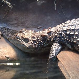Siamese Crocodile