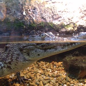Nile Crocodile