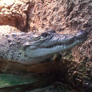 Morelet's Crocodile