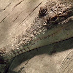 Orinoco Crocodile