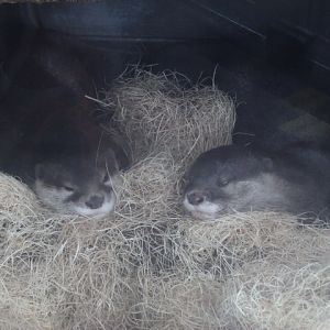 Oriental Small-Clawed Otter