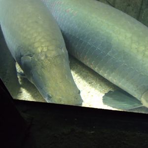 Arapaima