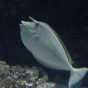 Bluespine Unicornfish
