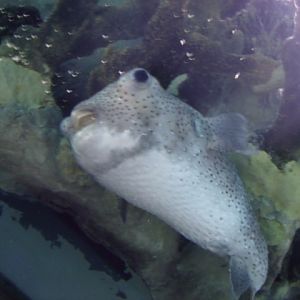 Spotted Porcupinefish