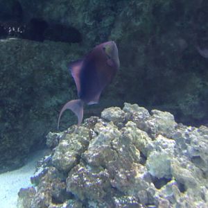 Red-Toothed Triggerfish