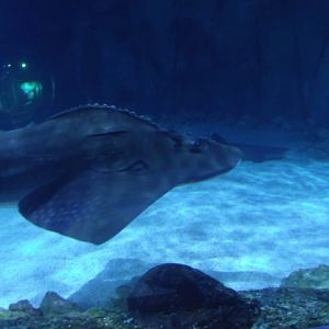 Shark Ray