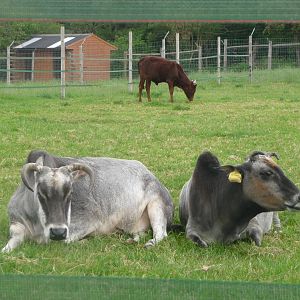 Zebu and Ankole calf