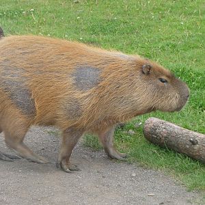 Capybara