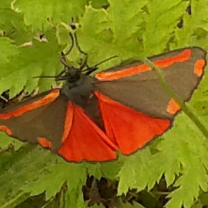 Butterfly - don't know the English name