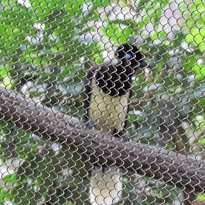 Plush Crested Jay