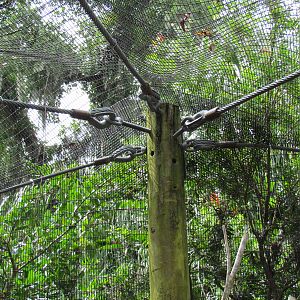 Post Holding Up Lorikeet Aviary