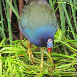 Purple Gallinule