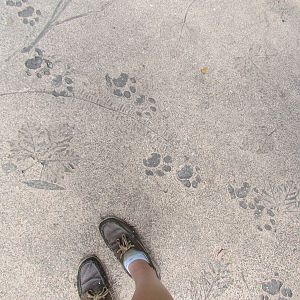 Range of the Jaguar Path