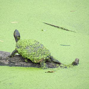 Red Eared Slider