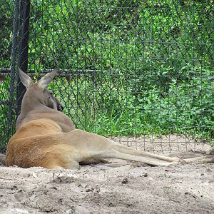 Red Kangaroo