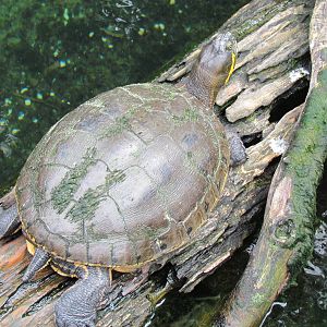 Tabasco Slider in the Aviary