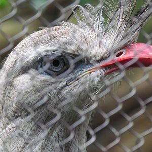 Red Legged Seriema Face