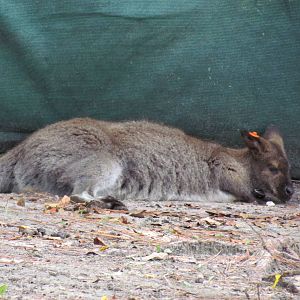 Red-Necked Wallaby