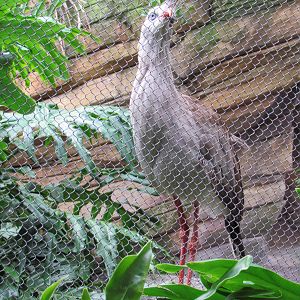 Red Legged Seriema