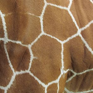Reticulated Giraffe Fur