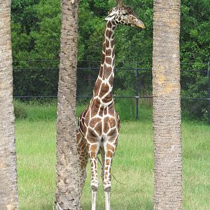 Reticulated Giraffe