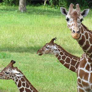 Reticulated Giraffes