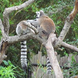 Ring Tailed Lemurs