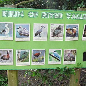 River Valley Birds
