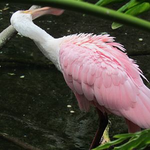 Roseate Spoonbill
