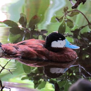 Ruddy Duck