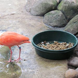Scarlet Ibis Next to Food Dish