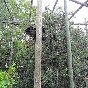 Siamang Exhibit
