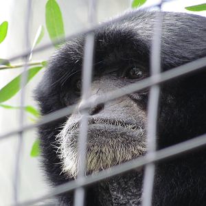 Siamang Gibbon