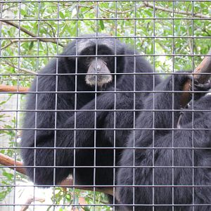 Siamang Gibbons